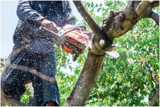 tree services Quonochontaug